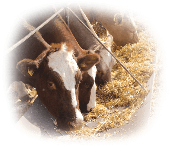 Dairy and Livestock Finance