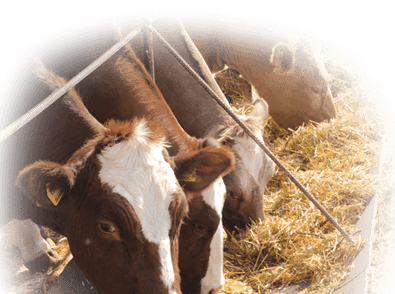 Dairy and Livestock Finance