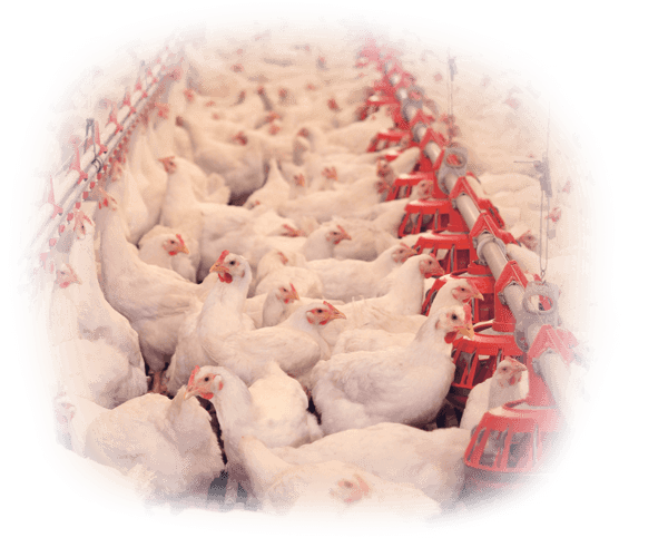 Poultry Finance