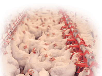 Poultry Finance